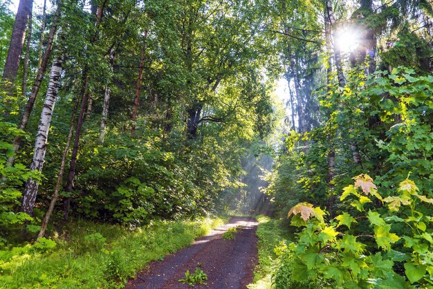 Die Sonnenstrahlen im Morgennebel auf einem Waldweg