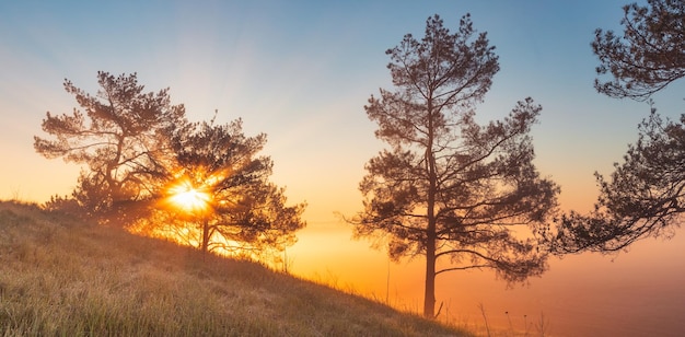 Die Sonnenstrahlen scheinen durch die Äste der Bäume am Waldrand