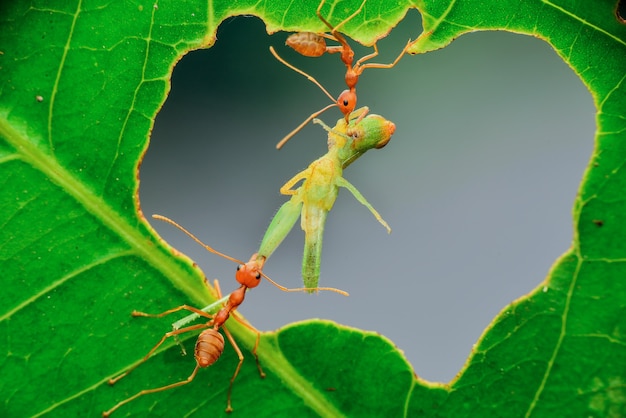 die Spinne bewacht das Ei