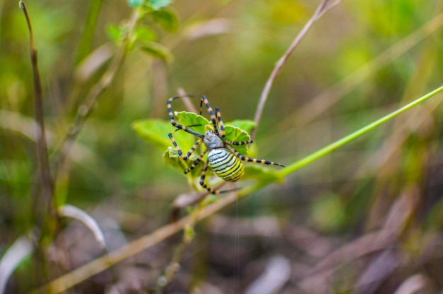 Foto die spinne in ihrem lebensraum