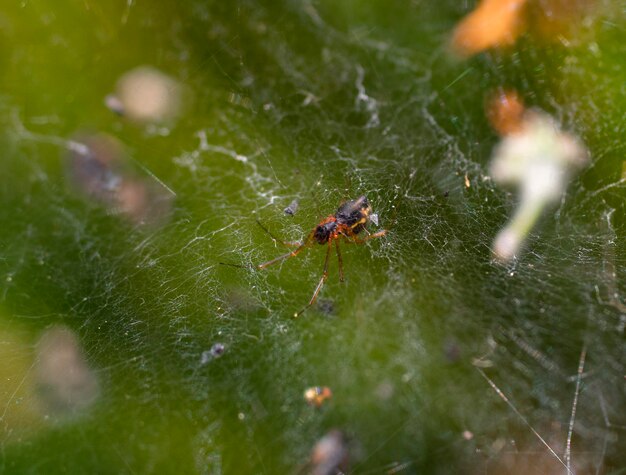 Die Spinne jagt an einem sonnigen Tag mit ihrem Netz