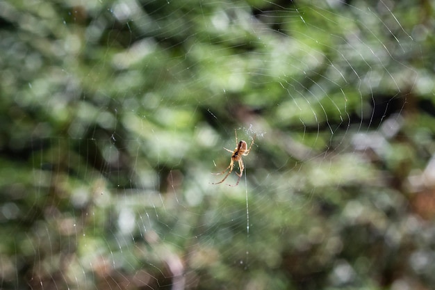 Die Spinne klettert im Netz vor dem Hintergrund eines grünen Waldes, Sommer