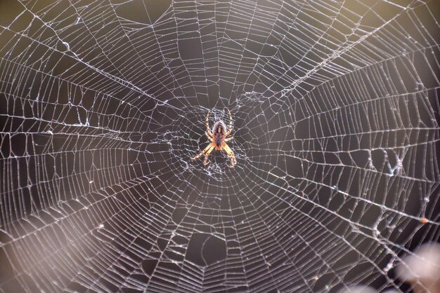 Die Spinne und ihr Netz