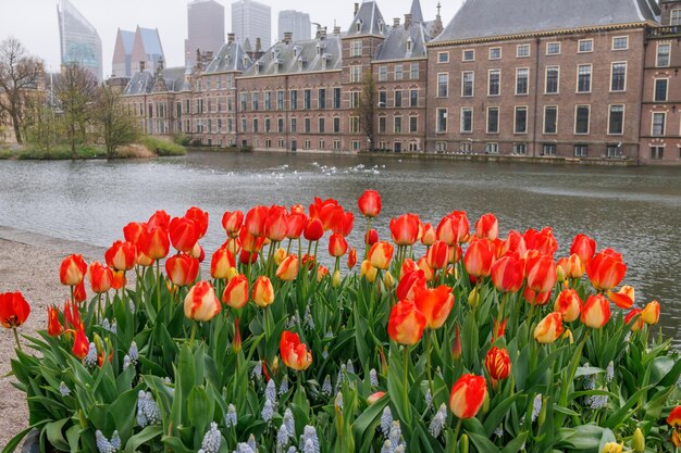 Foto die stadt den haag in den niederlanden