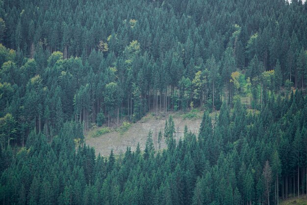 Die Stadt in den grünen Bergen Truskovets Skhidnitsa Karpaten