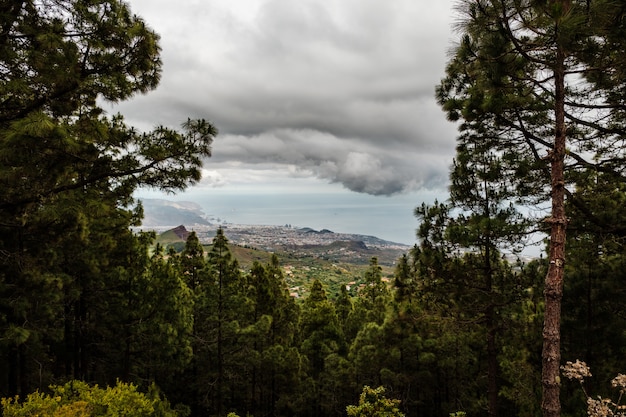 Foto die stadt santa cruz de tenerife von einer lichtung eines dichten waldes aus gesehen