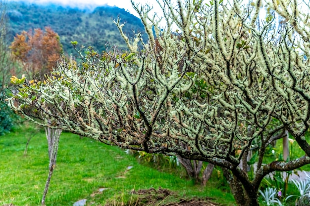 Die Äste des Baumes sind mit Moos bewachsen