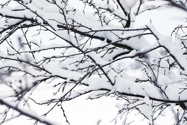 Die Äste eines Baumes unter einer dicken Schneedecke_