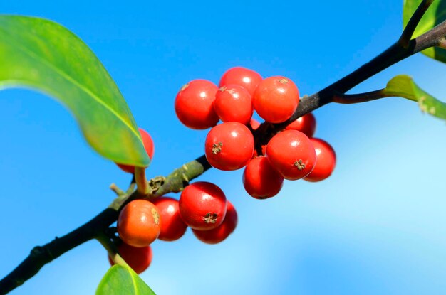 Die Stechpalme trägt im Herbst Ilex aquifolium