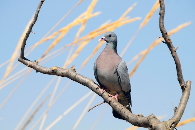 Die Stocktaube ist eine Columbiform-Vogelart aus der Familie der Columbidae