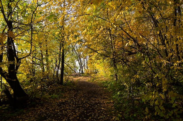 Die Straße, die an einem Sommertag durch den Wald führt.