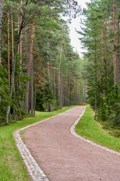 Die Straße durch den Kiefernwald im Sommer in der Nähe des Rastplatzes