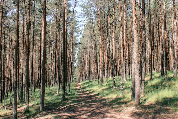 Die Straße durch den natürlichen Hintergrund des jungen Kiefernwaldes