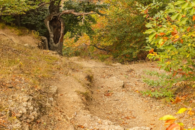 Die Straße im Herbstwald im Gebiet Demerdzhi