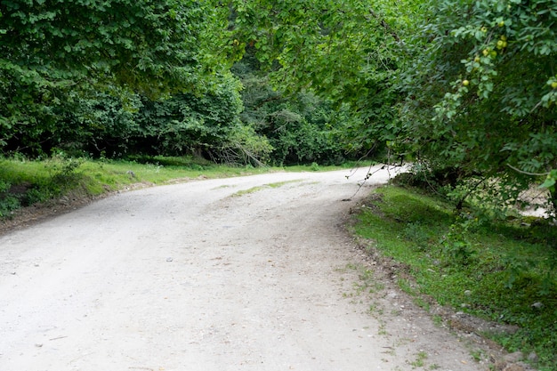 Die Straße im Wald drehen