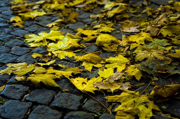 Die Straße ist mit gelbem Herbstlaub übersät. Herbst Hintergrund. Herbststraße