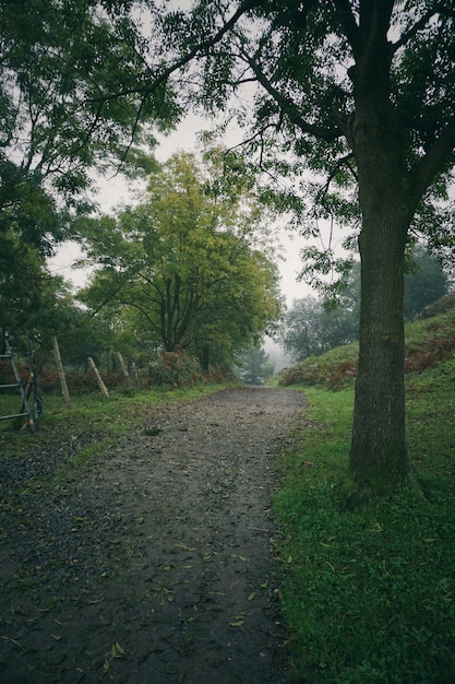 die Straße mit grünen Bäumen