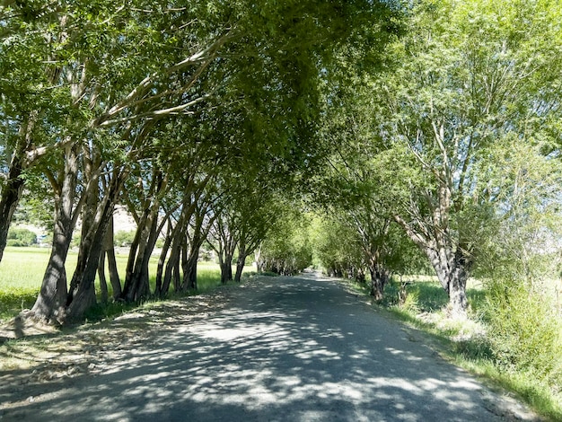 Die Straße mit Weidenbäumen auf beiden Seiten