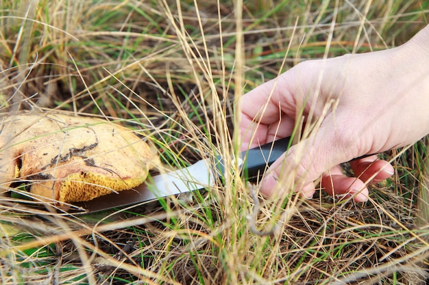 Die Suche nach Pilzen im Wald. Pilzsammler. Woomans Hand mit einem Messer schneidet einen reifen Pilz.