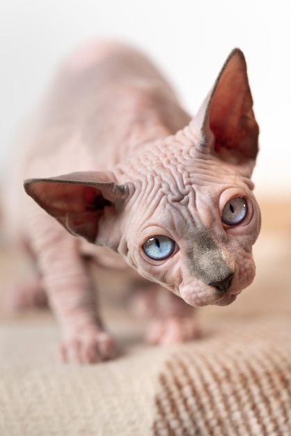 Die süße 4 Monate alte kanadische Sphynx-Katze ging in die Nähe der Kamera und schaute mit neugierigen Augen hinein