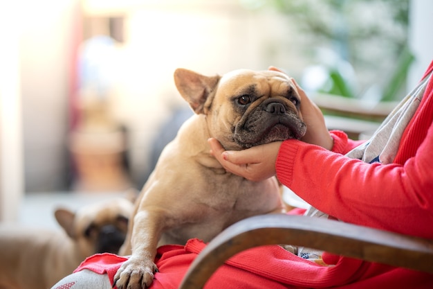 Die süße französische Bulldogge liegt auf dem Schoß des Besitzers