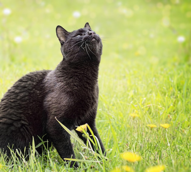 Die süße schwarze Katze sitzt im Gras und atmet frische Luft