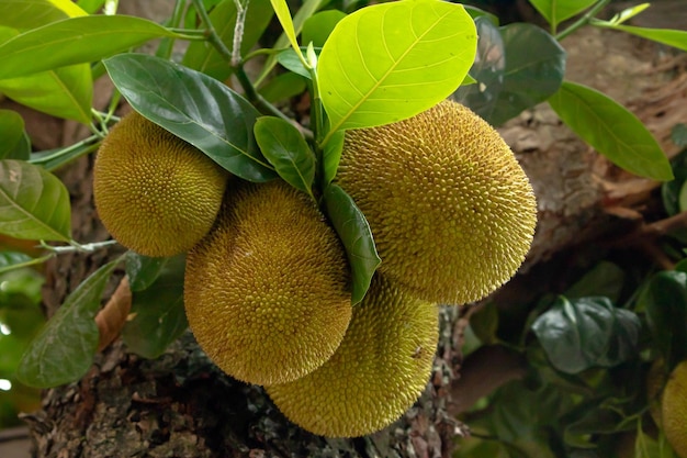 Die süße tropische Jackfruit hängt noch am Baum