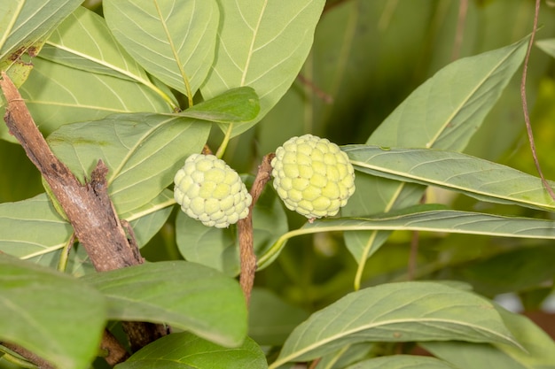 Die süße, Vanillepudding-Apfelfrucht, die in Asien wild wächst