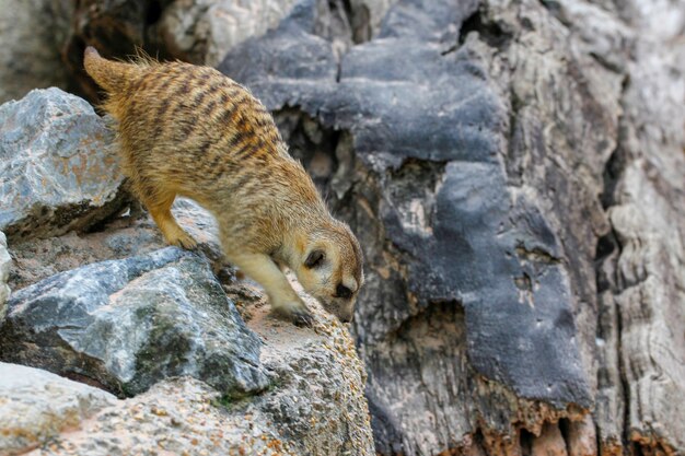 Die Suricata Suricatta oder Erdmännchen auf dem Felsen