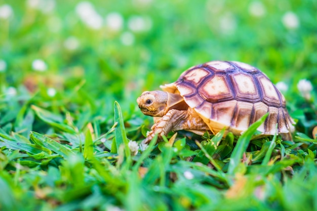 Die Suzuka-Schildkröte läuft im Gras.