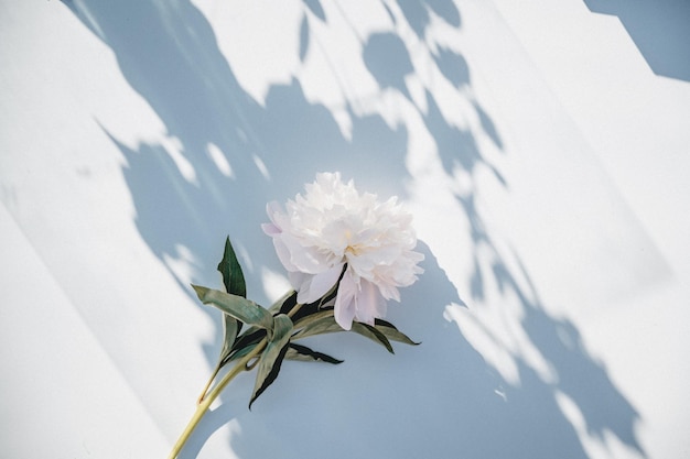 die Tapete einer schönen weißen Blume unter der Sonne