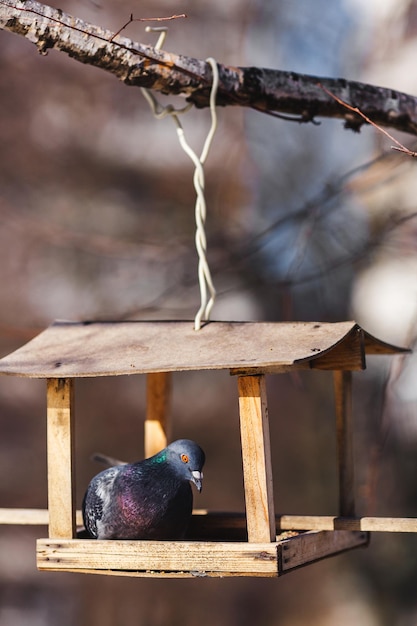 Die Taube sitzt in einem Vogelhäuschen, das an einem Baum hängt