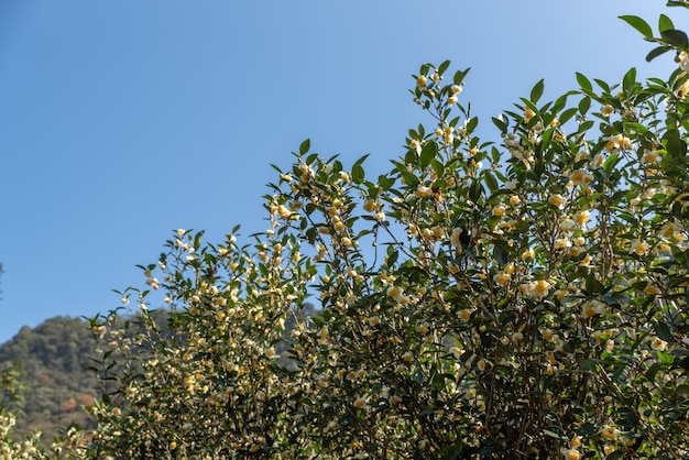 Die Teebäume im Teegarten stehen in voller Blüte