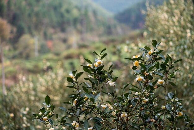 Die Teebäume im Teegarten stehen in voller Blüte