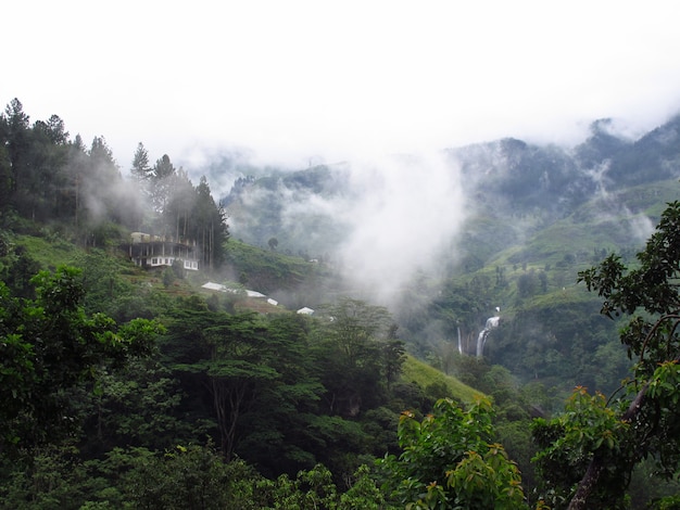 Die Teeplantage in Nuwara Eliya, Sri Lanka