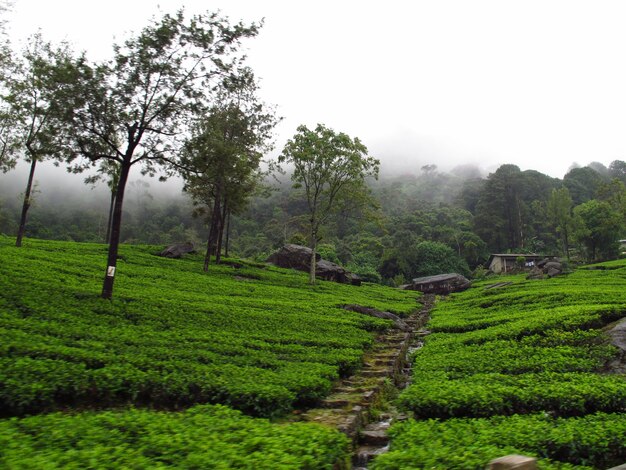 Die Teeplantage in Nuwara Eliya, Sri Lanka