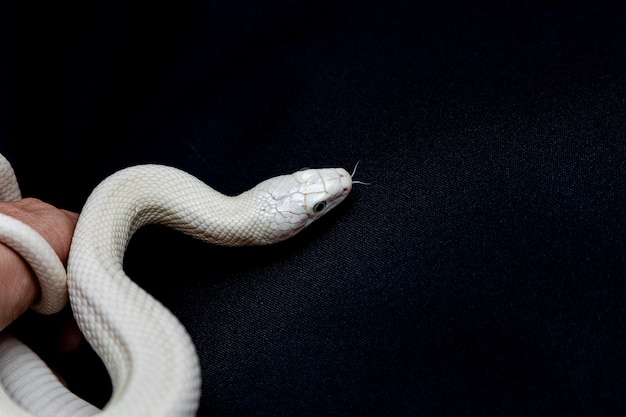 Die Texas-Rattenschlange (Elaphe obsoleta lindheimeri) ist eine Unterart der Rattenschlange, einer ungiftigen Colubrid, die in den Vereinigten Staaten vor allem im Bundesstaat Texas vorkommt.