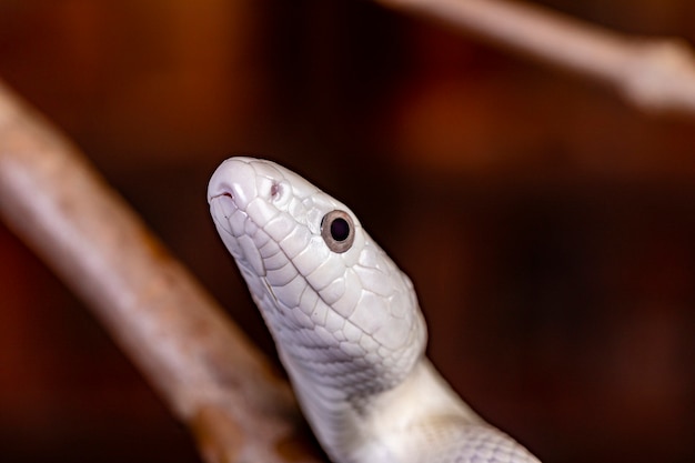 Die Texas-Rattenschlange (Elaphe obsoleta lindheimeri) ist eine Unterart der Rattenschlange, einer ungiftigen Colubrid, die in den Vereinigten Staaten vor allem im Bundesstaat Texas vorkommt.