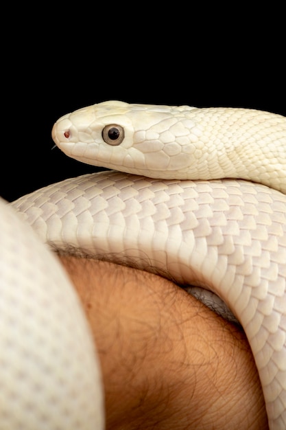 Die Texas-Rattenschlange (Elaphe obsoleta lindheimeri) ist eine Unterart der Rattenschlange, einer ungiftigen Colubrid, die in den Vereinigten Staaten vor allem im Bundesstaat Texas vorkommt.