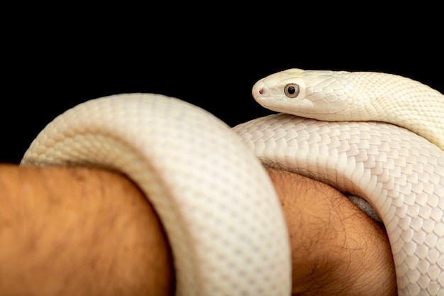 Die Texas-Rattenschlange (Elaphe obsoleta lindheimeri) ist eine Unterart der Rattenschlange, einer ungiftigen Colubrid, die in den Vereinigten Staaten vor allem im Bundesstaat Texas vorkommt.