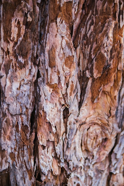 Die Textur der Baumrinde Baum in der Park-Nahaufnahme Relief-Textur und Hintergrund