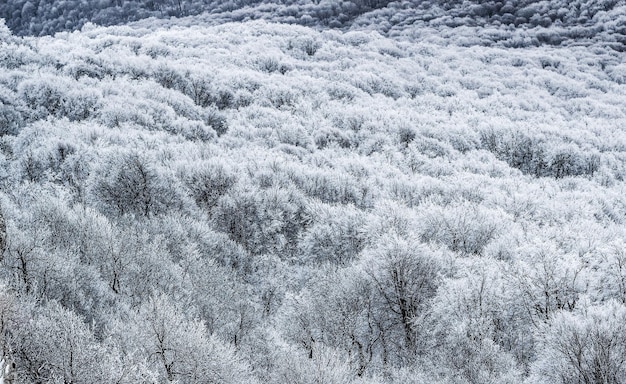 Die Textur der Kronen schneebedeckter Bäume in den Bergen