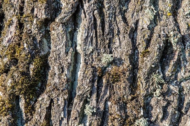 Die Textur der Rinde eines alten Baumes leblos trockener Baum in der Nähe
