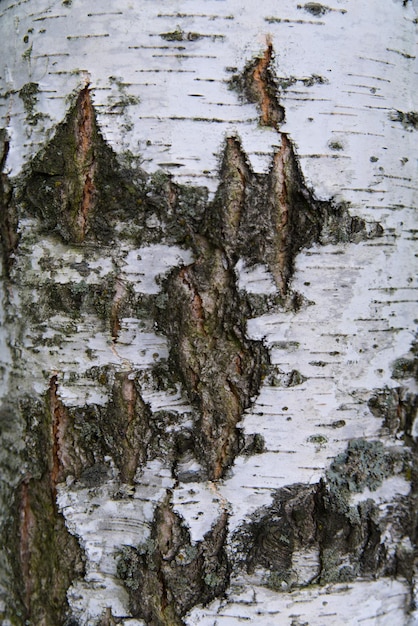 Die Textur des Stammes einer Birke hautnah im Wald