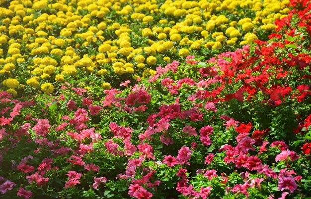 Die Textur einer großen Anzahl von farbenfrohen Blumen, die in einem Blumenbeet gepflanzt werden