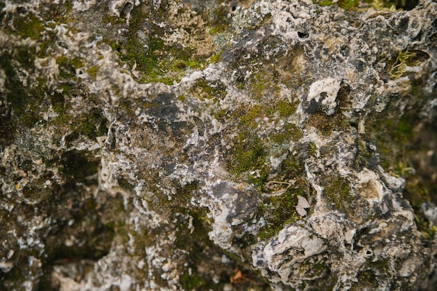 Die Textur eines mit Moos bewachsenen Steins. Ein Felsen im Wald oder im Park. Natürlicher Hintergrund.