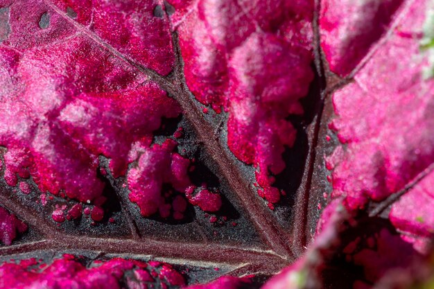 Die Textur eines ungewöhnlichen roten Blattes einer Gartenpflanze an einem sonnigen Sommertag Makrofotografie