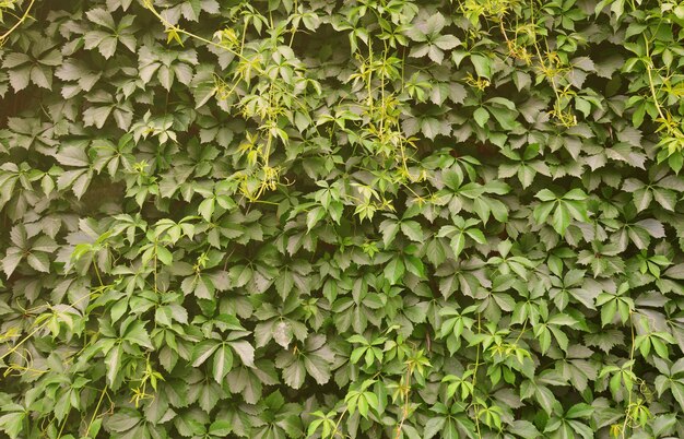 Foto die textur vieler blühender grüner reben aus wildem efeu, die eine betonmauer bedecken