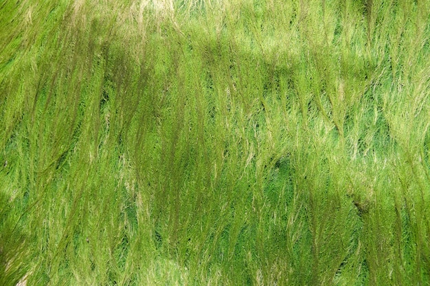 Die Textur von Grünalgen auf dem Stein Abstrakter Hintergrund