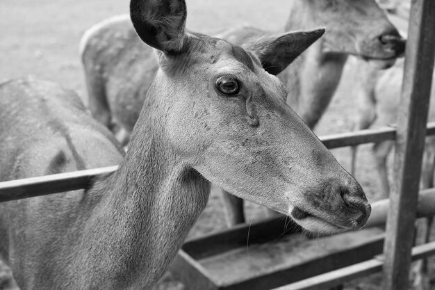 Die Tierwelt ist der größte Schatz der Mutter Natur